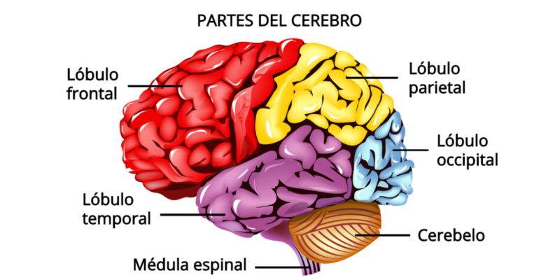 cerebro